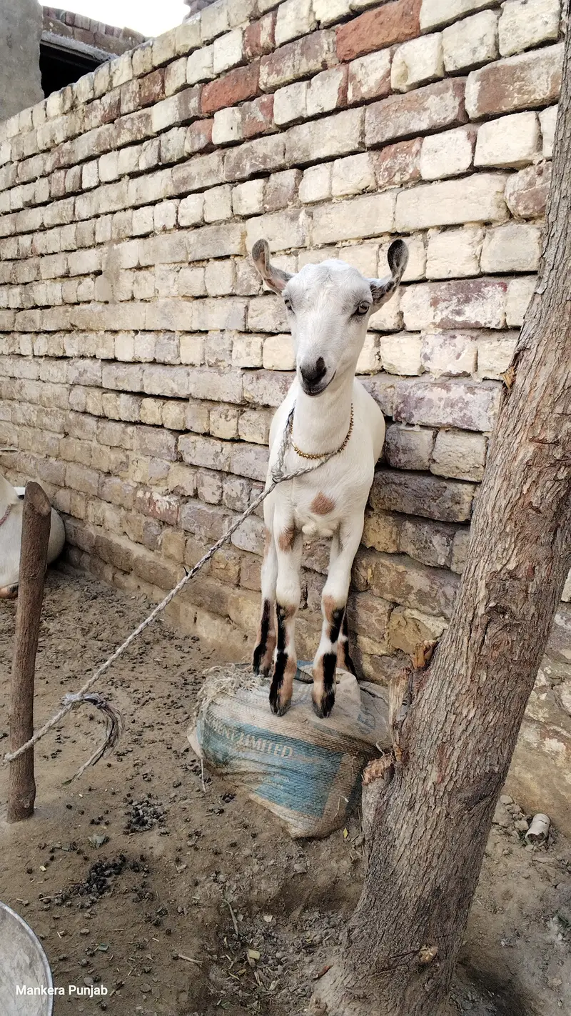 White barbari female goat — photo 5