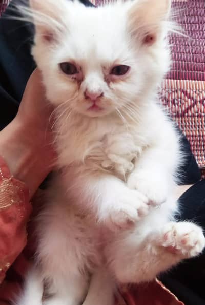 cat sale