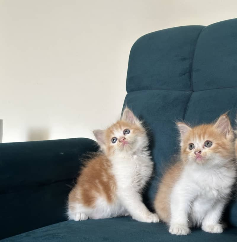 PERSIAN KITTENS (single/pair) 0