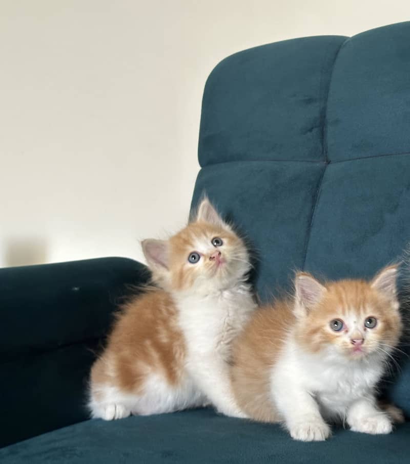 PERSIAN KITTENS (single/pair) 1