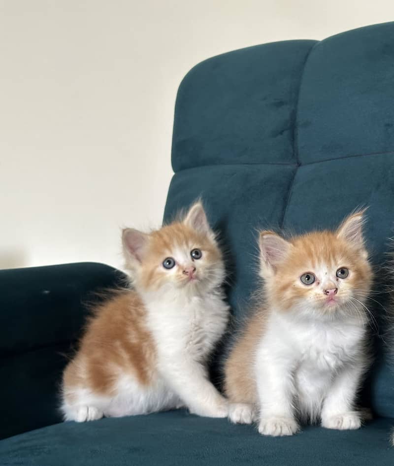 PERSIAN KITTENS (single/pair) 2