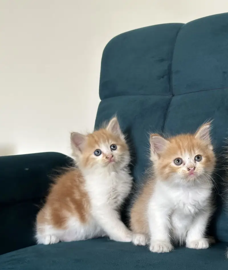 PERSIAN KITTENS (single/pair) — photo 3
