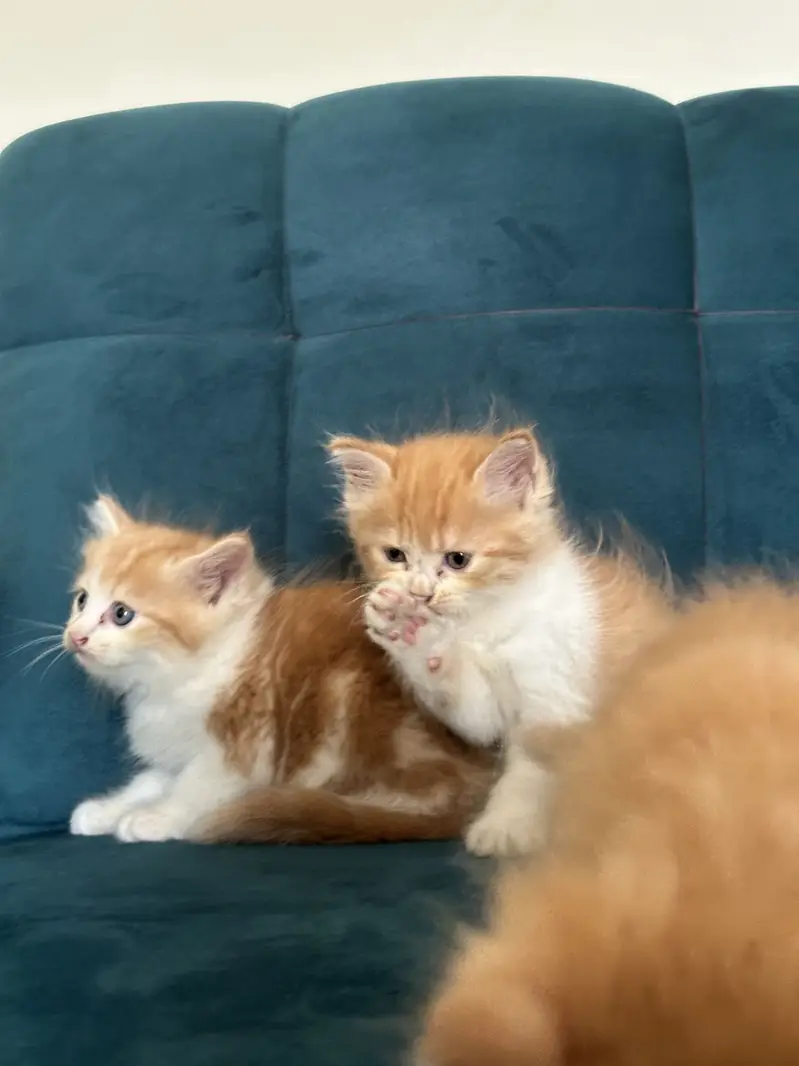 PERSIAN KITTENS (single/pair) — photo 4