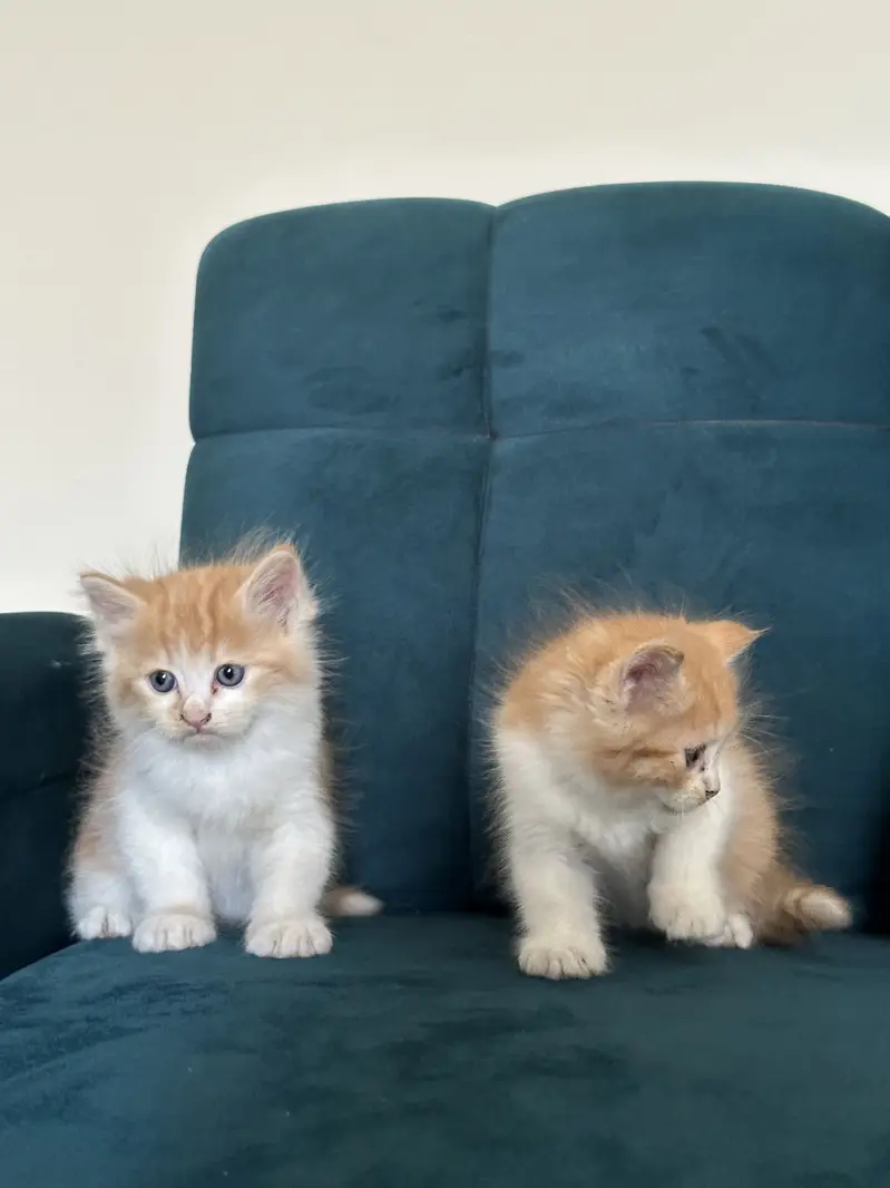 PERSIAN KITTENS (single/pair) — photo 5