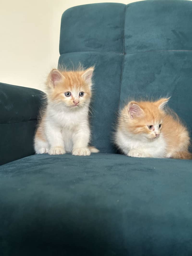 PERSIAN KITTENS (single/pair) 5