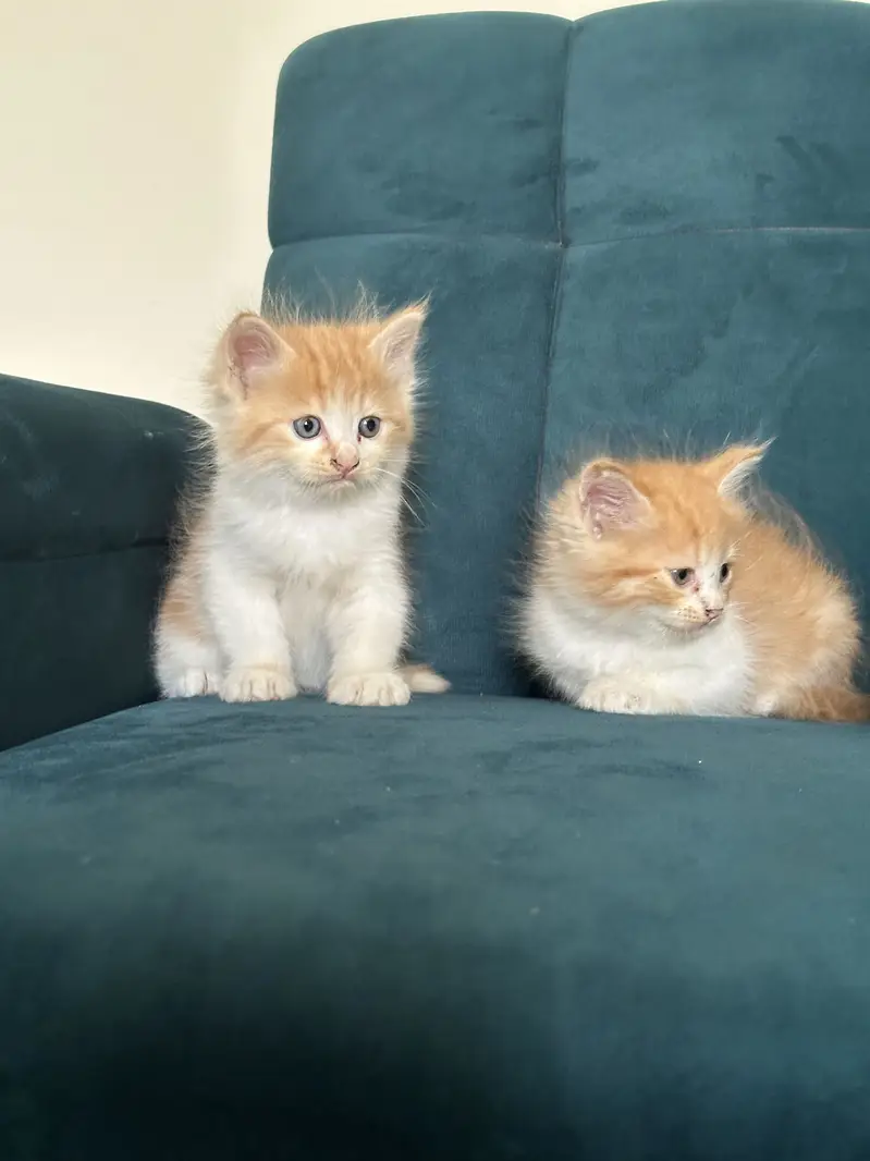 PERSIAN KITTENS (single/pair) — photo 6