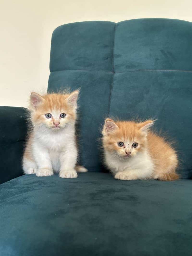 PERSIAN KITTENS (single/pair) 6