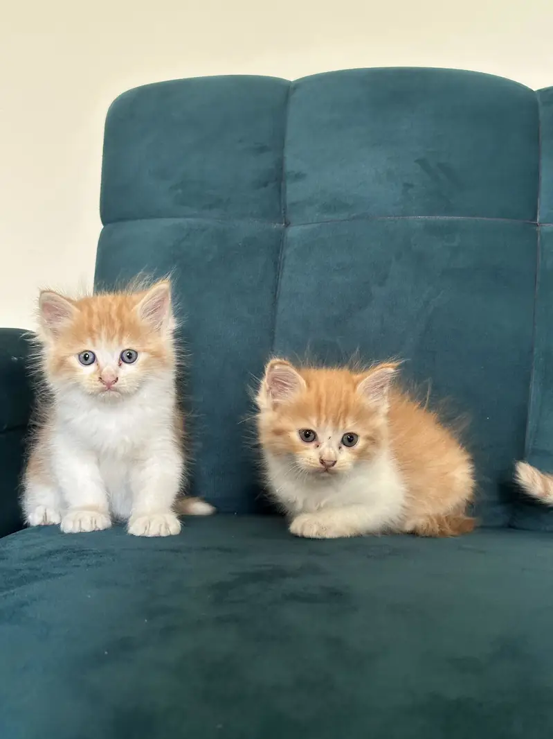 PERSIAN KITTENS (single/pair) — photo 8