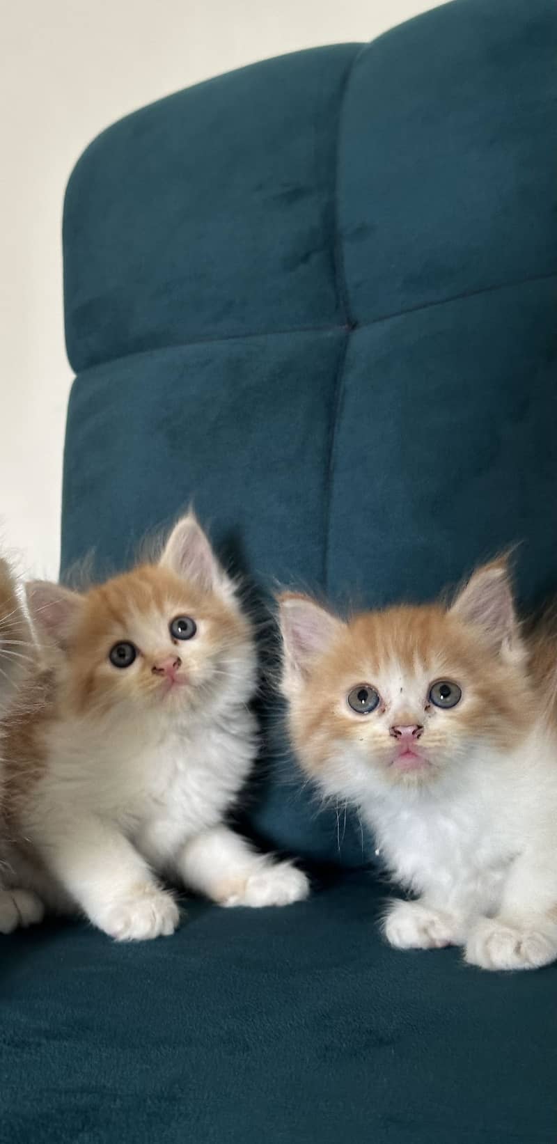 PERSIAN KITTENS (single/pair) 8