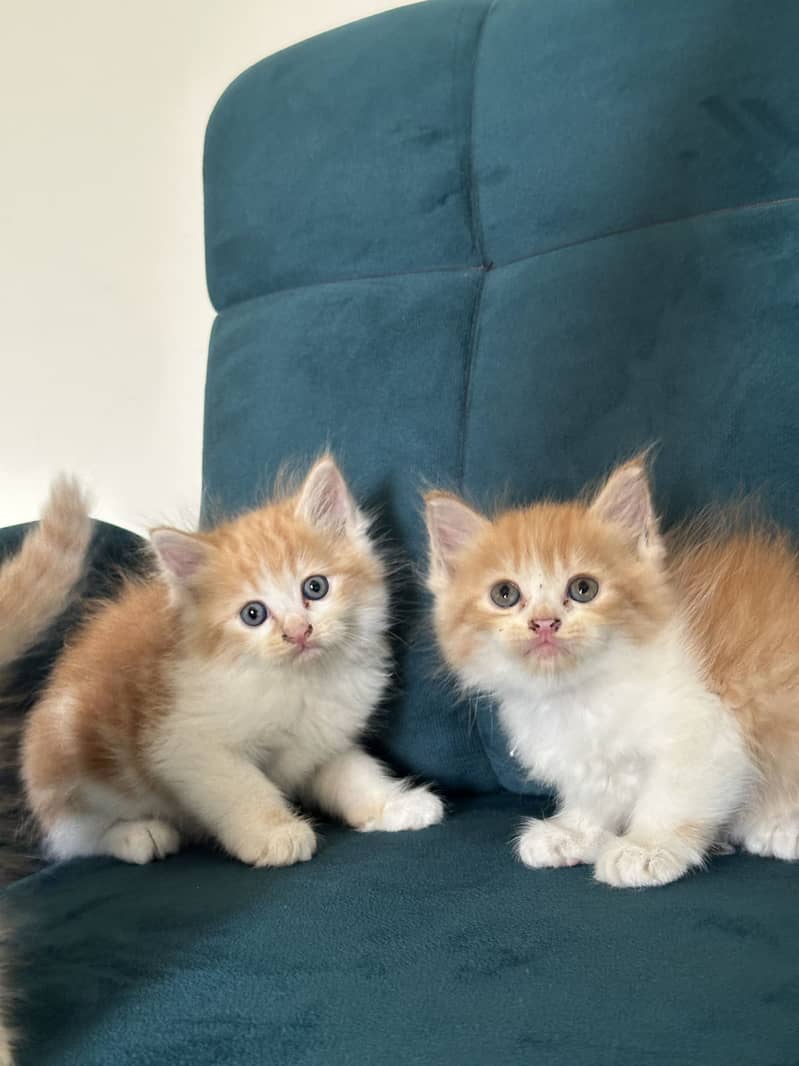 PERSIAN KITTENS (single/pair) 9