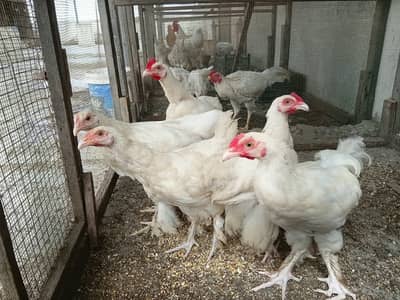 White Buff Chicks age approx 5 months