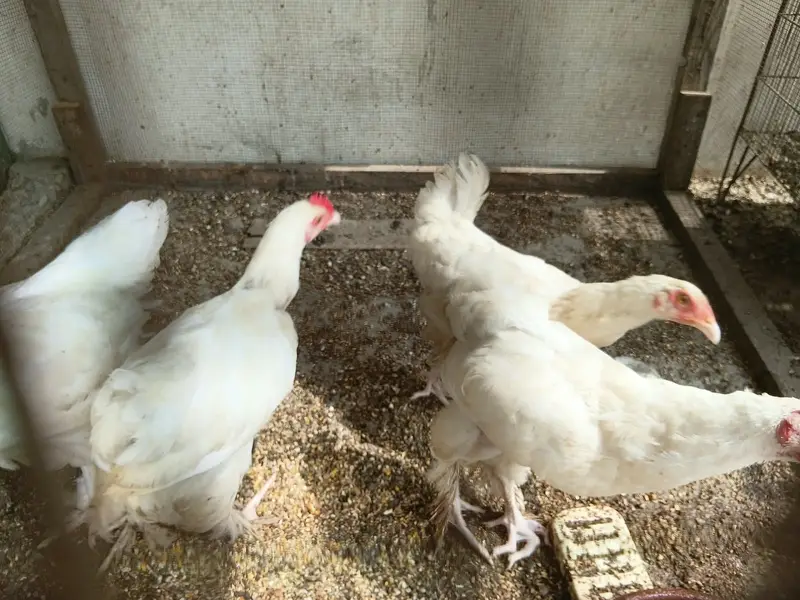 White Buff Chicks age approx 5 months — photo 2