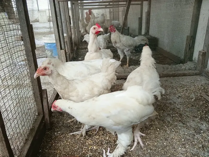 White Buff Chicks age approx 5 months — photo 3
