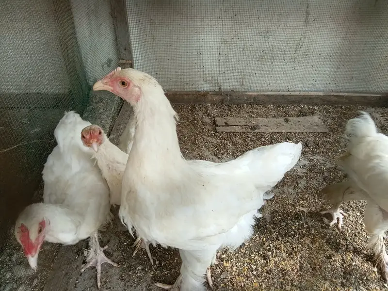White Buff Chicks age approx 5 months — photo 4