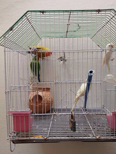 love birds and cage 03060390001