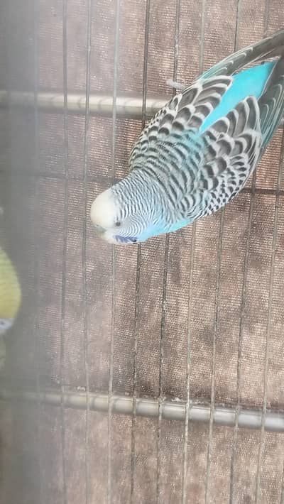 Bajri parrot's for sale in Multan