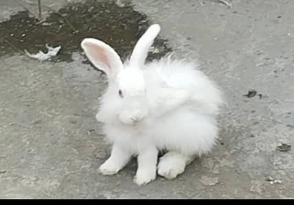 English Angora big size young age 5 months