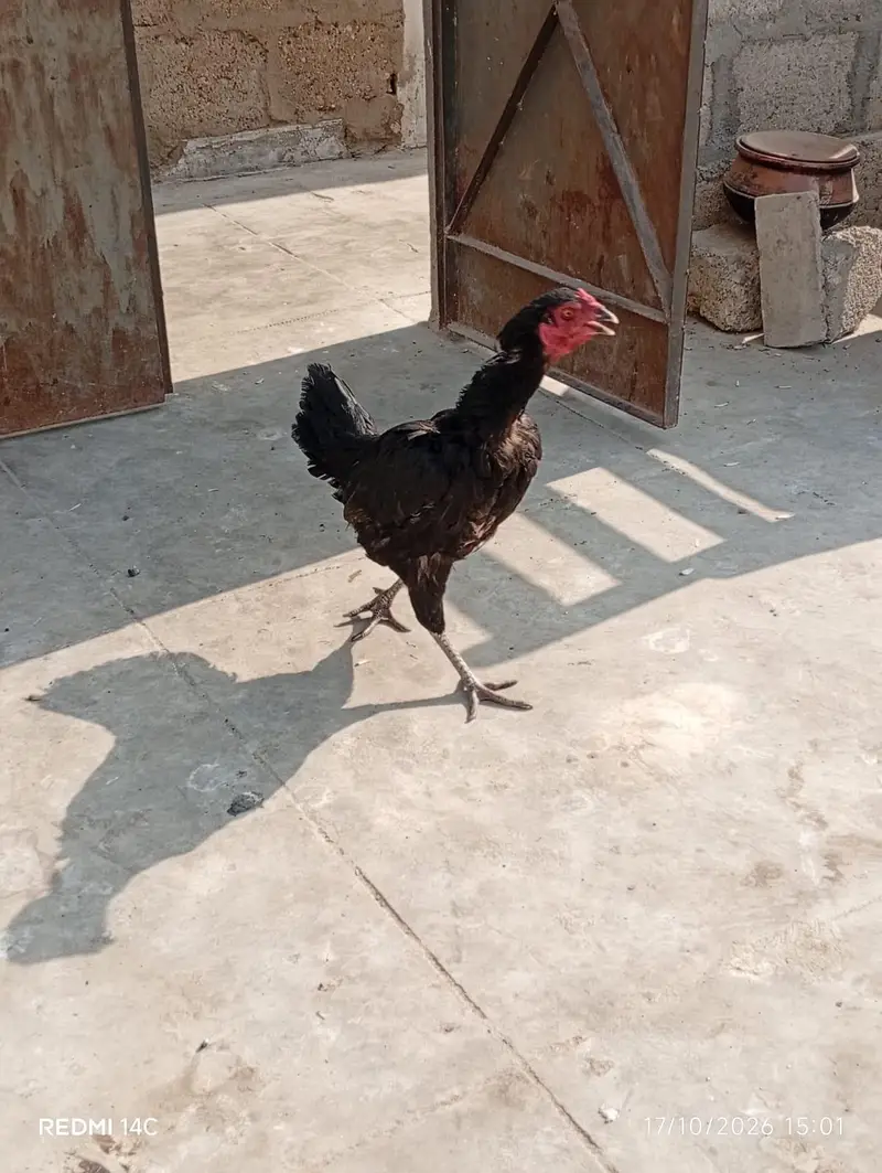 aseel murgi for seel Jin ko chai ha ho in box karan Baki murgi all ok — photo 4