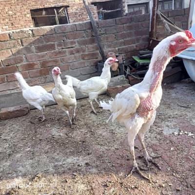 Heera assel and black tail o size japanese.