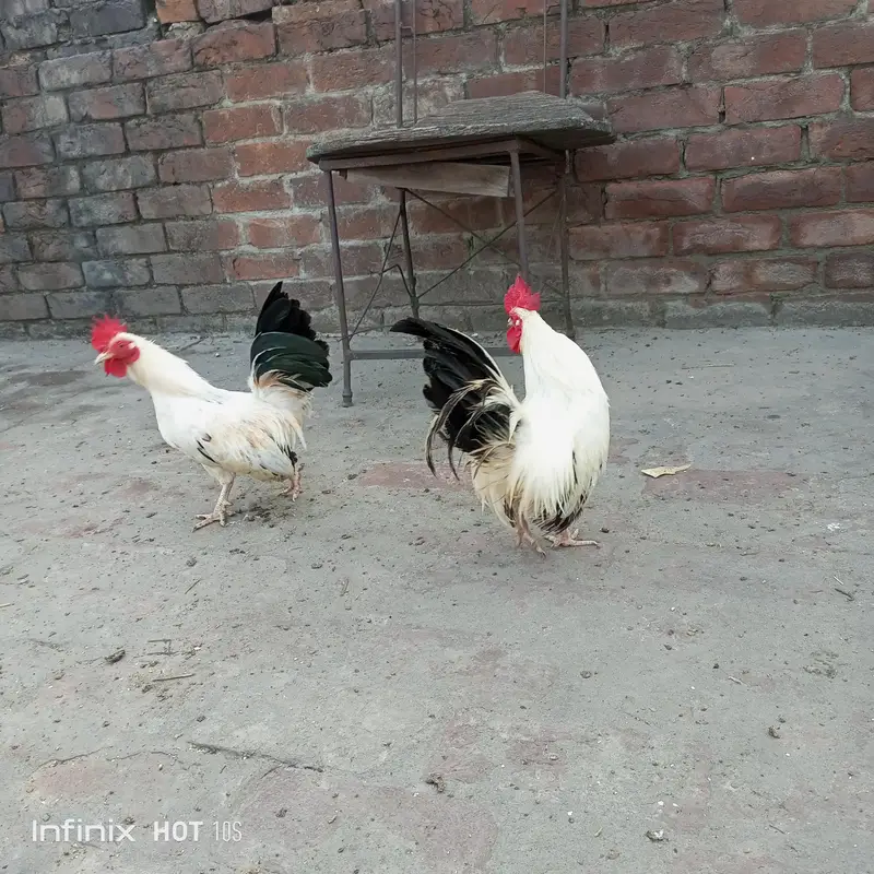 Heera assel and black tail o size japanese. — photo 7