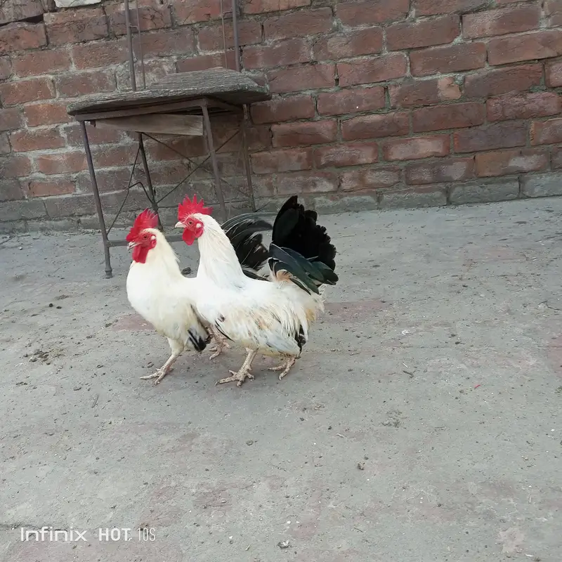 Heera assel and black tail o size japanese. — photo 8