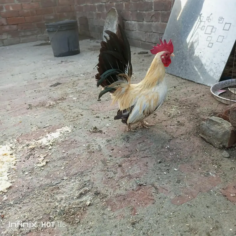 Heera assel and black tail o size japanese. — photo 9