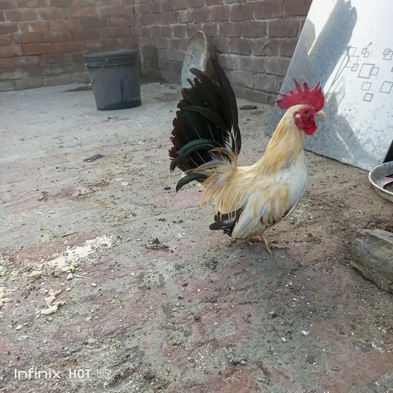 Heera assel and black tail o size japanese. — photo 10