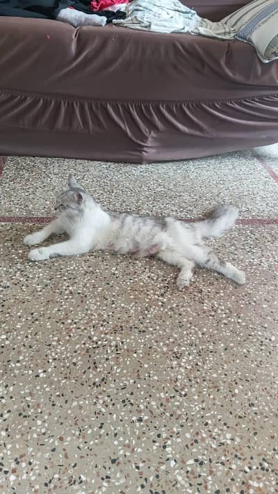 person cat with 4 kittens 4 sale
