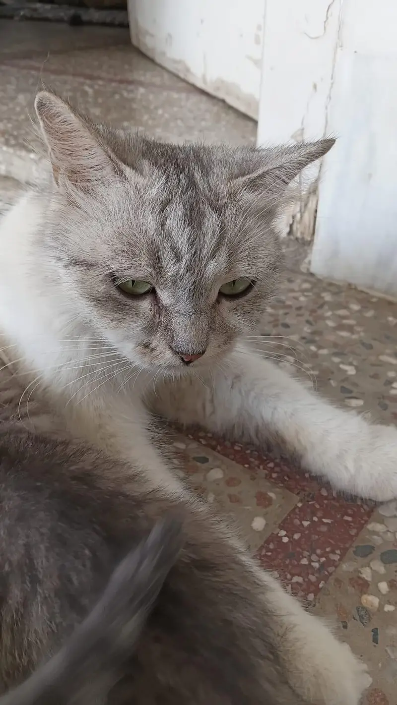 person cat with 4 kittens 4 sale — photo 2