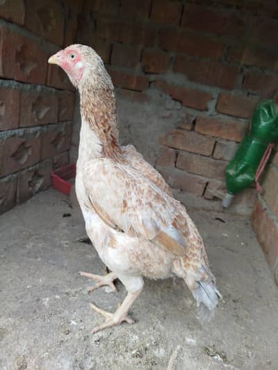 Egg dai ri hai . Aseel Hen 0303.8868142