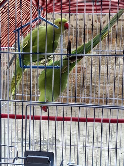 ring nek pair full train family bird