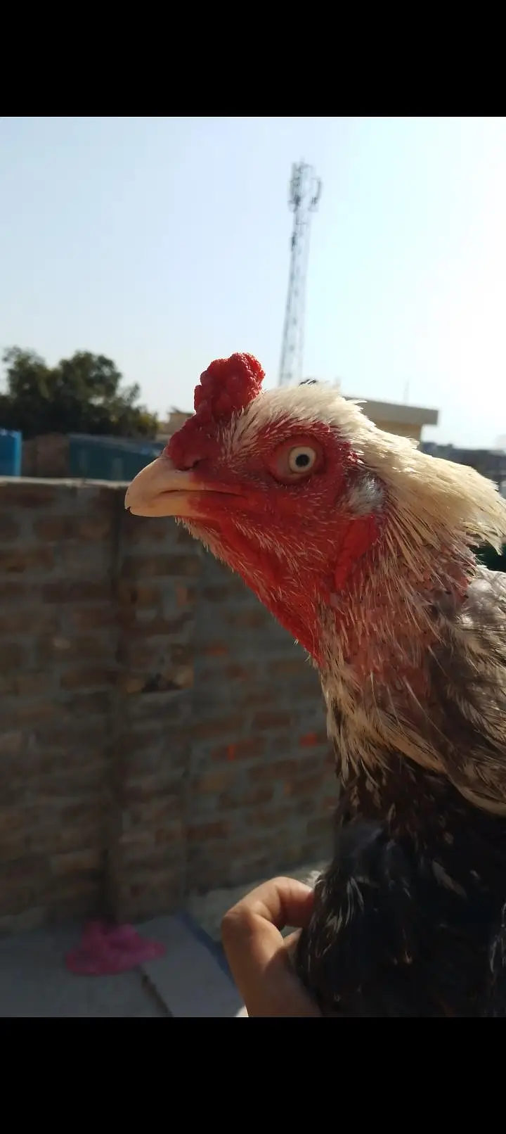 jawa murga and cheeni murgi ka pair for sale ha. — photo 2