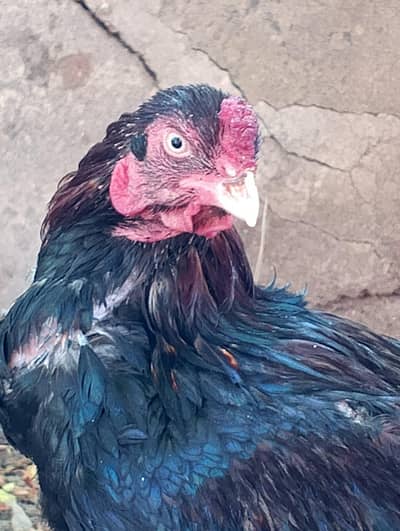 Aseels available Urgent sale