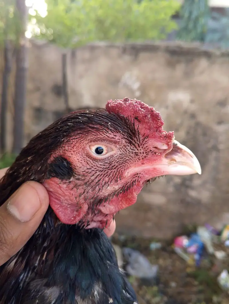 Aseels available Urgent sale — photo 4