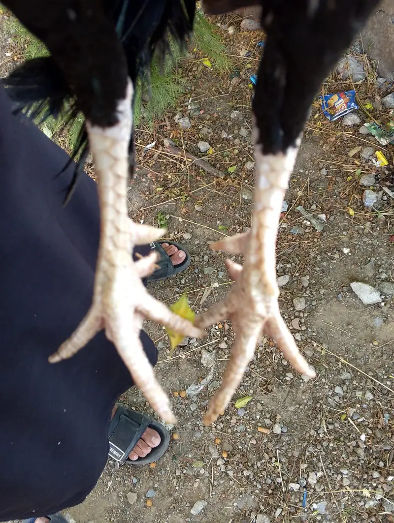 Aseels available Urgent sale — photo 5