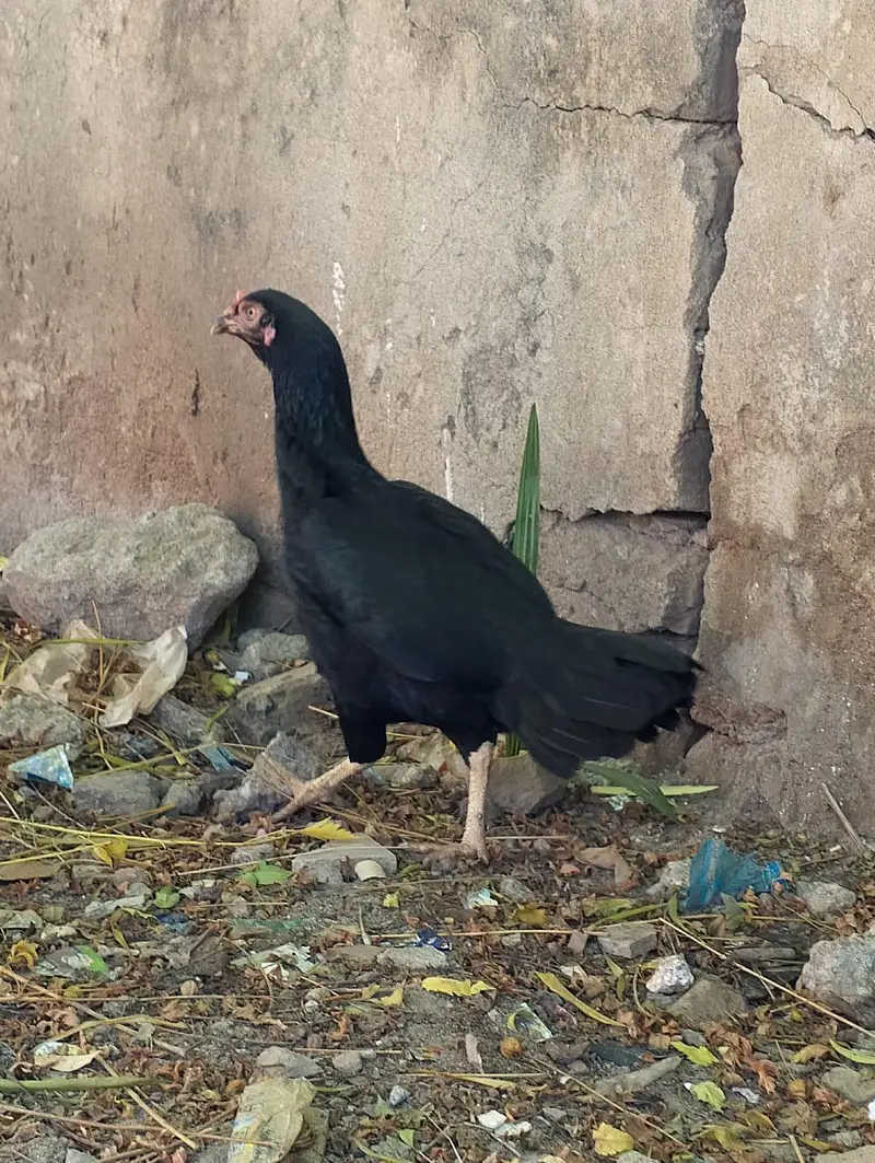Aseels available Urgent sale — photo 7