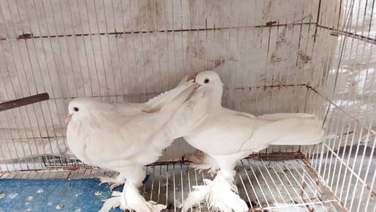fancy pigeons