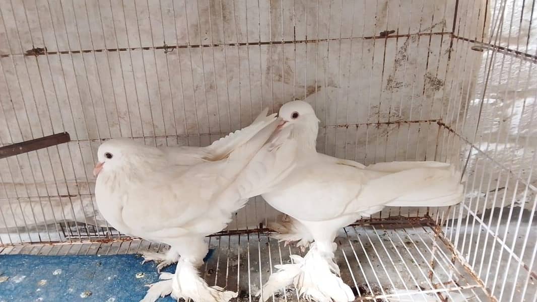 fancy pigeons 0