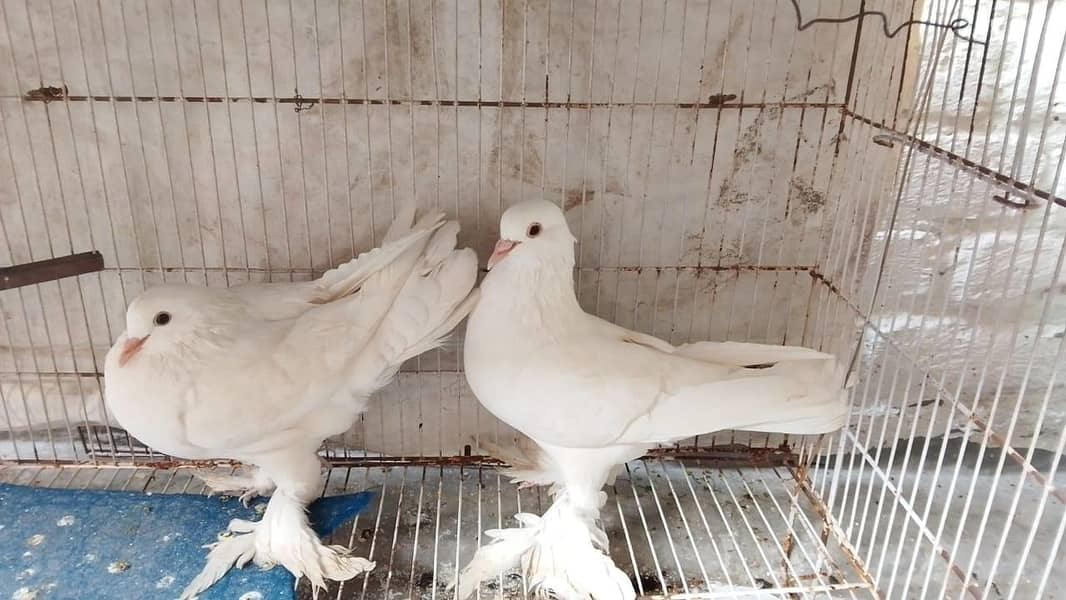 fancy pigeons 1