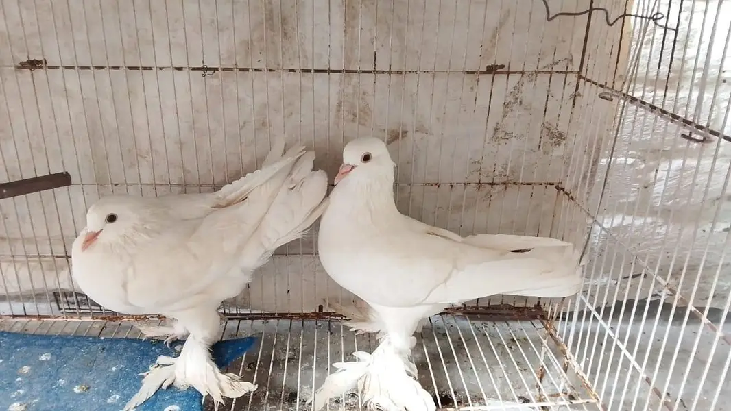 fancy pigeons — photo 2