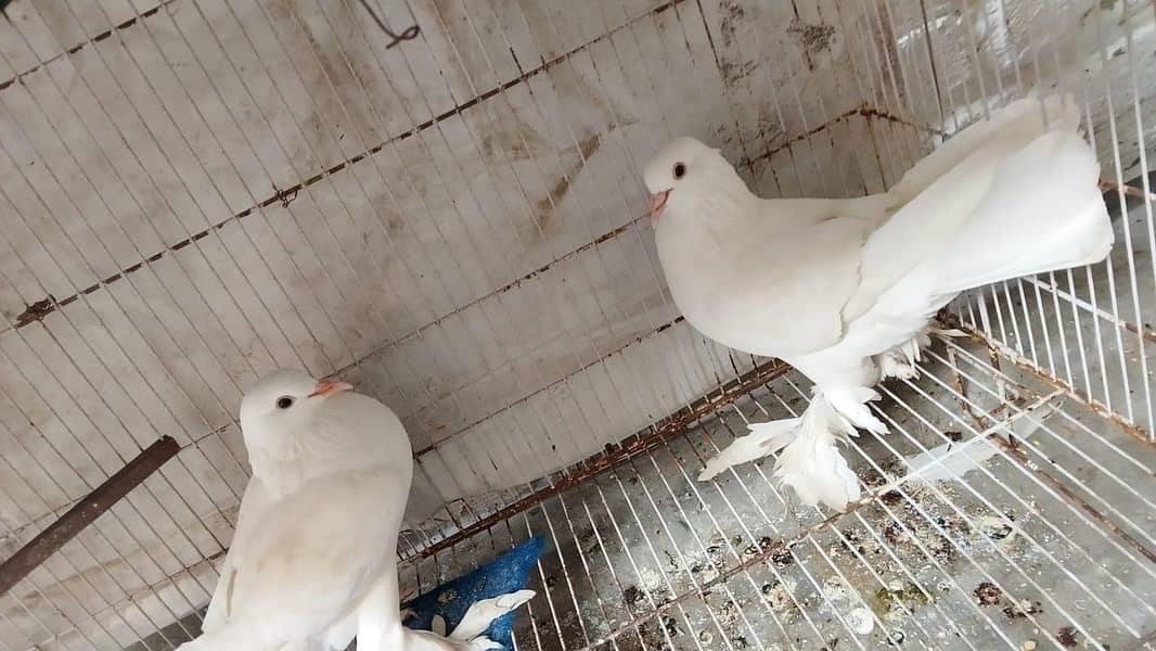 fancy pigeons 2