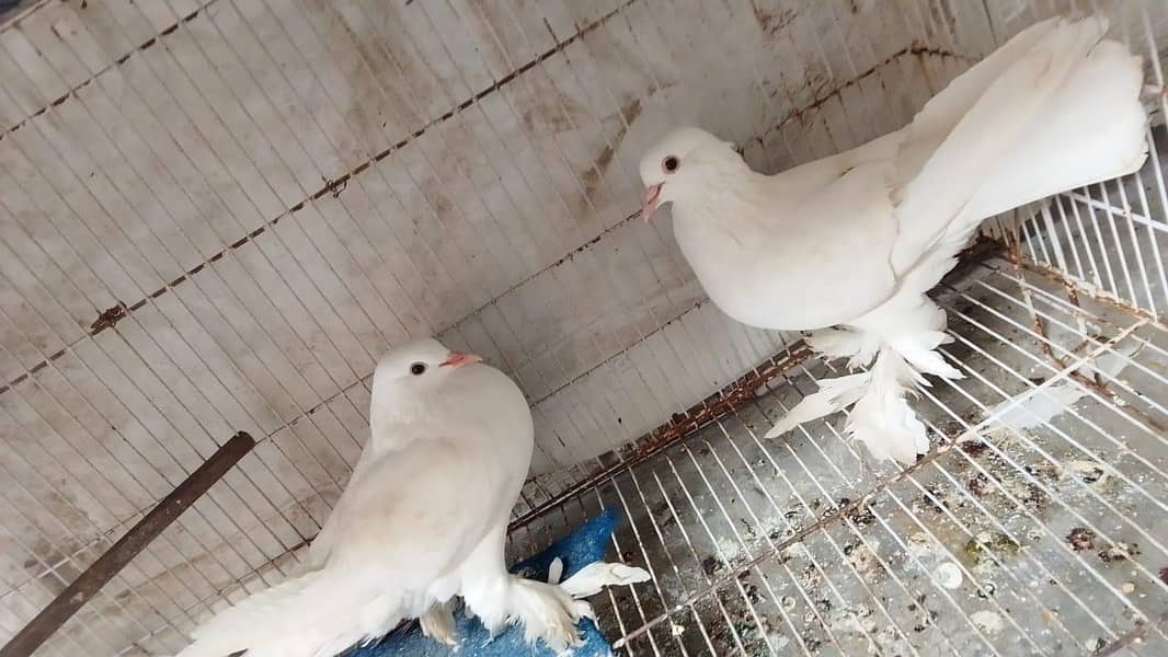 fancy pigeons 3