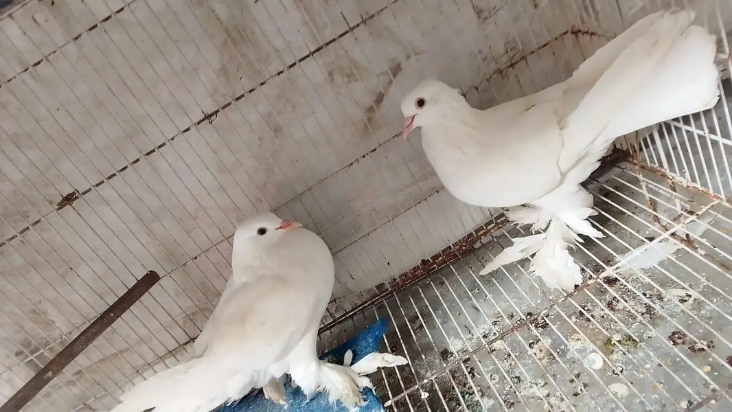 fancy pigeons — photo 4
