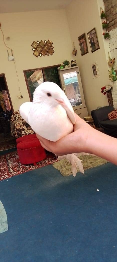 fancy pigeons 5