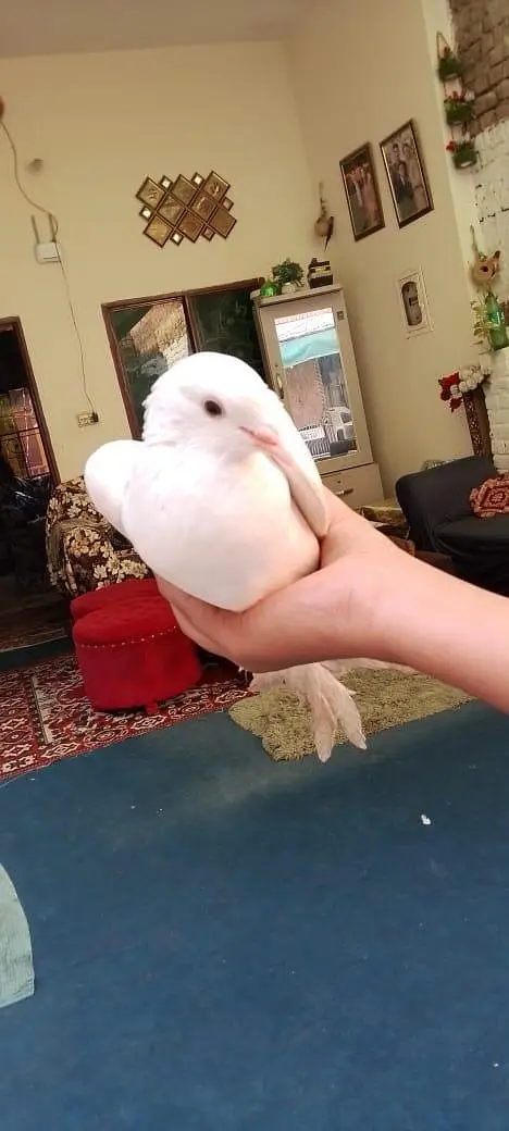fancy pigeons — photo 6