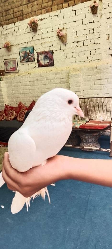 fancy pigeons 6