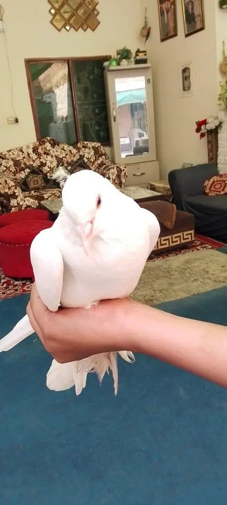 fancy pigeons — photo 8