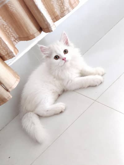 white Persian kitten
