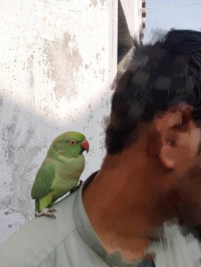 Green Pet Parrot (Mithu) for Sale Female