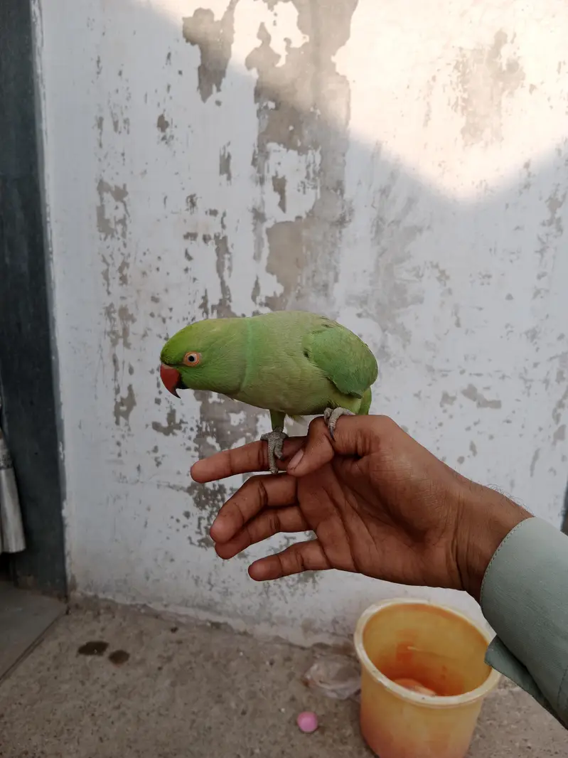 Green Pet Parrot (Mithu) for Sale Female — photo 2